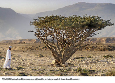 A man approaching a frankinscensnce_tree, Alalah, Oman