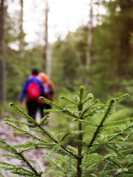 Retkeilijöitä metsäpolulla, etualalla näkyy pieni kuusi.