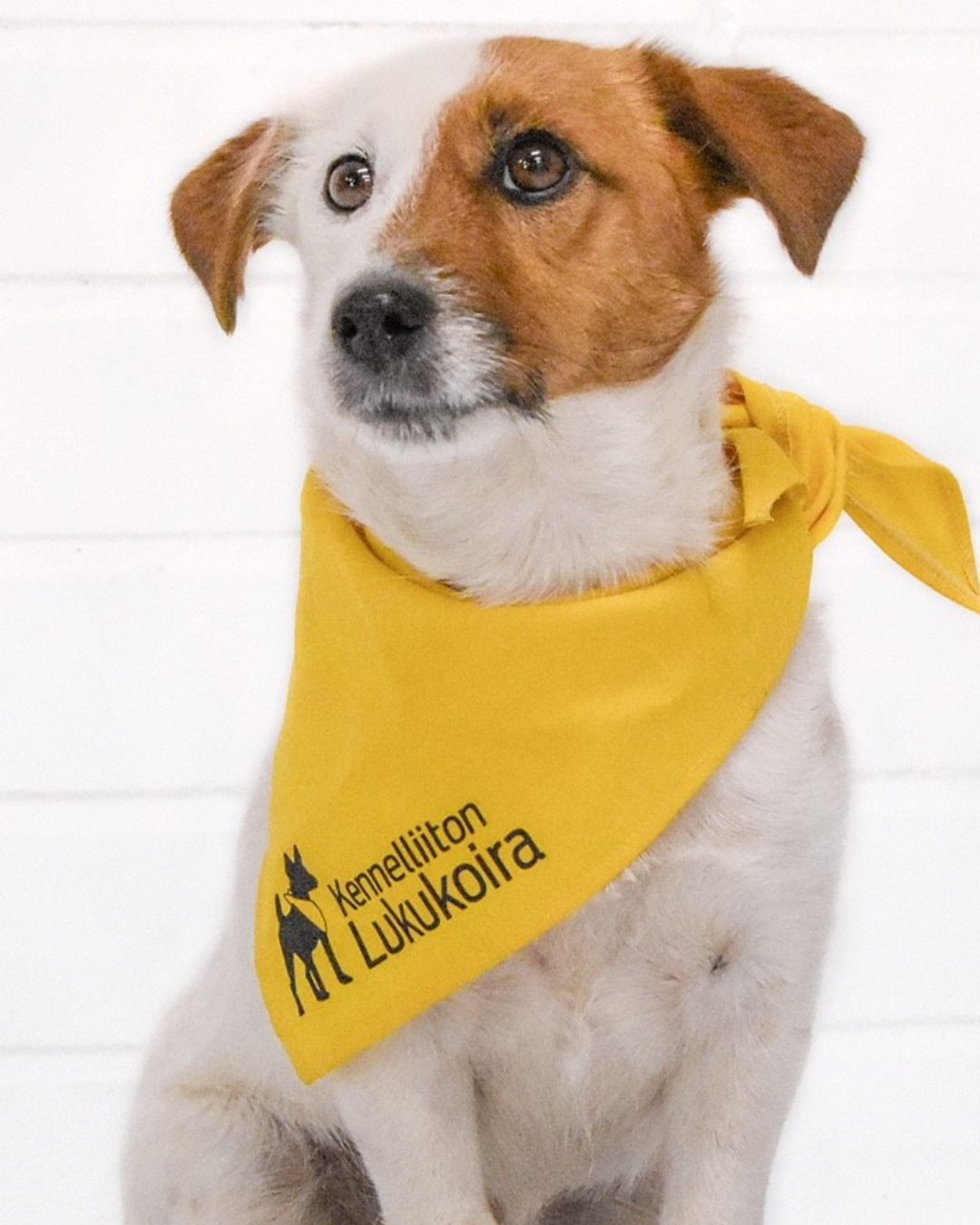 Valkoista tiiliseinää vasten valko-ruskea koira, jolla on keltainen Kellelliiton lukukoirahuivi.