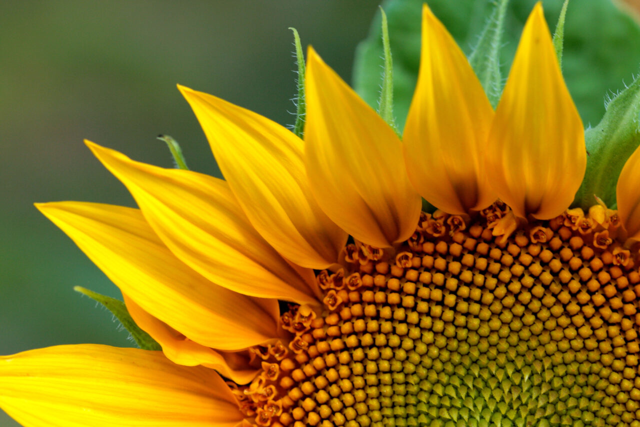 Kuvituskuva, jossa auringonkukka