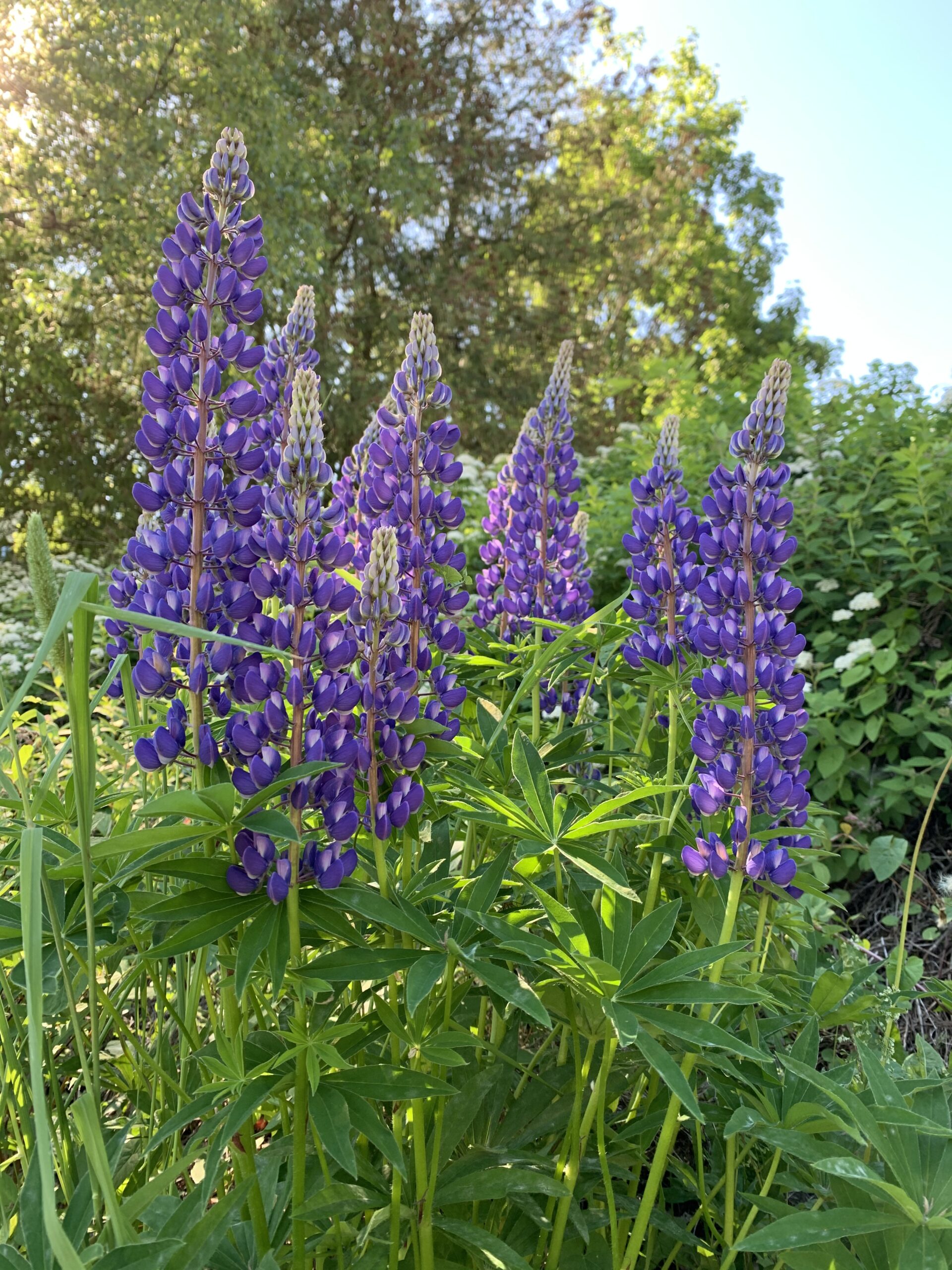 Kuvituskuva, jossa on lupiineja