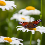 Kuvituskuva, jossa kukkia ja perhonen