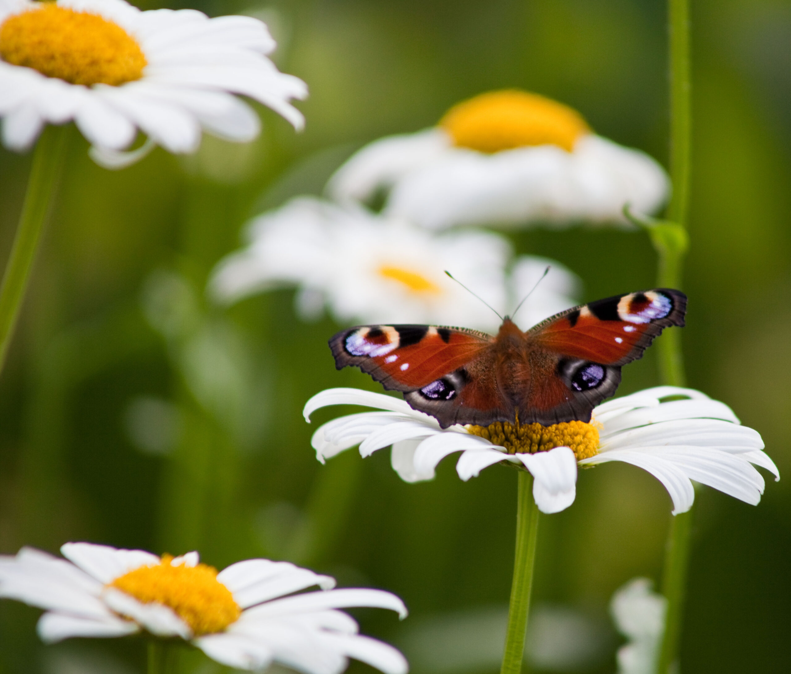 Kuvituskuva, jossa kukkia ja perhonen