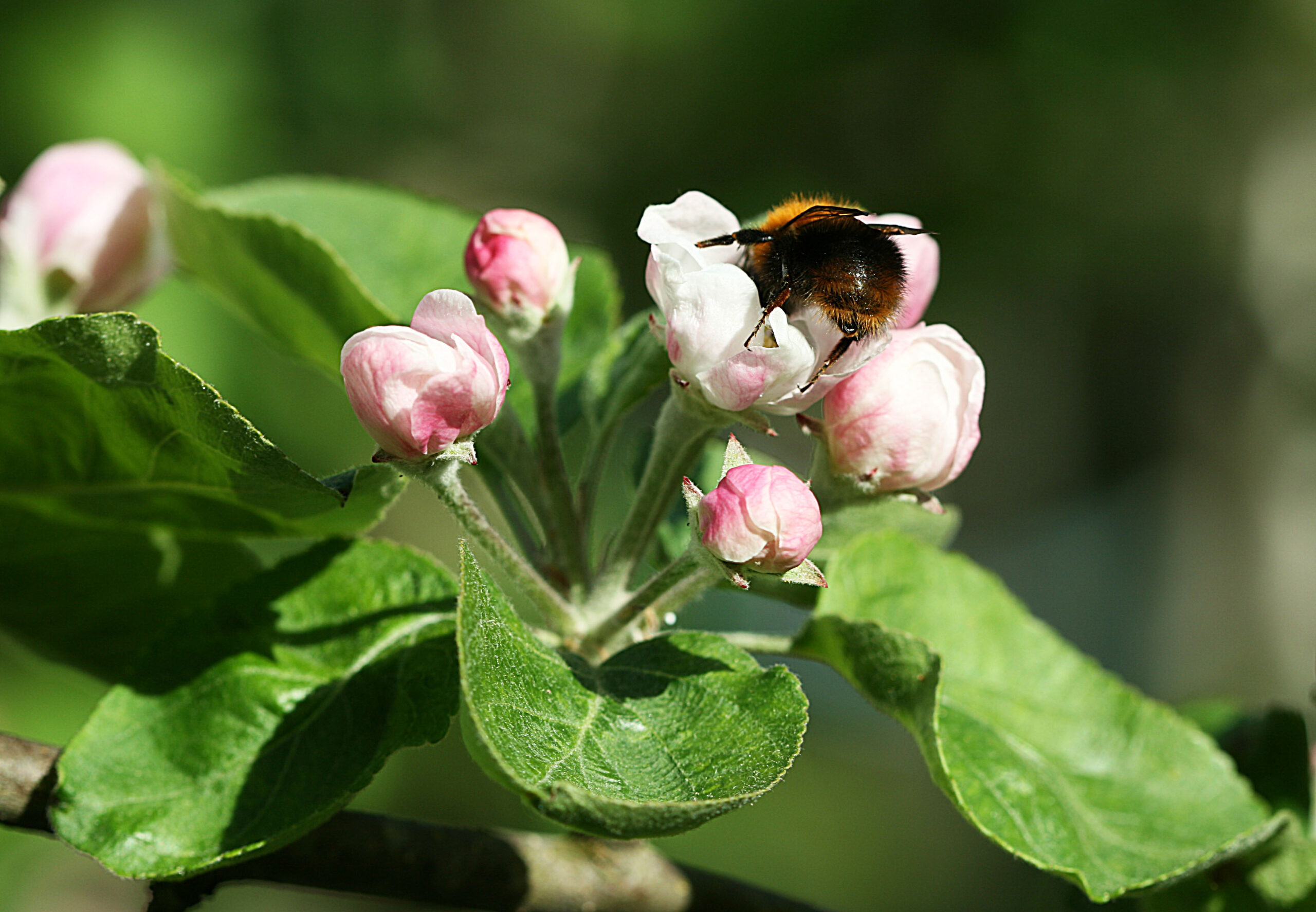 Kuvituskuva, jossa omenapuun kukka ja mehiläinen