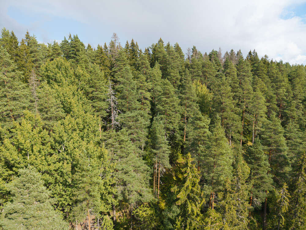 kuvassa kuusimetsää