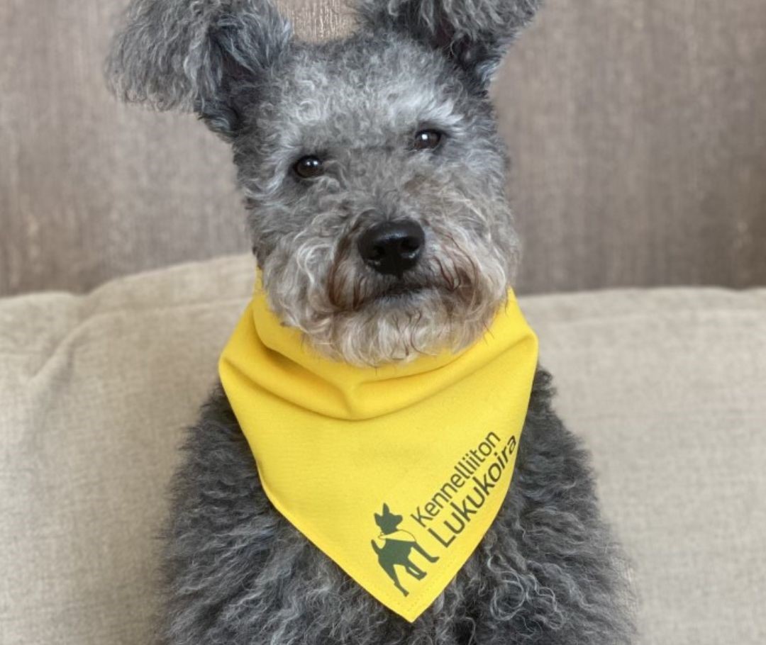 Harmaa koira vaalealla sohvalla kaulassaan keltainen Kellelliiton lukukoirahuivi.